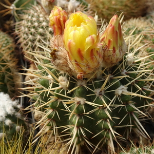 DSC07226Notocactus submammulosus