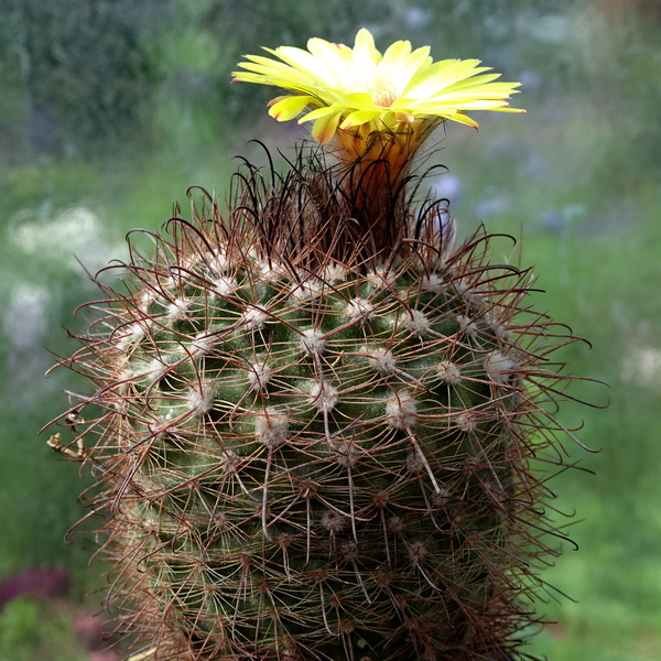 DSC07228Parodia sanagasta