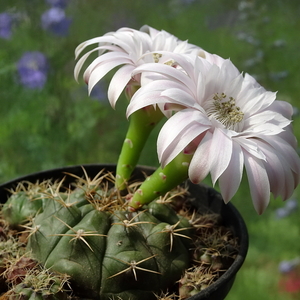 DSC07230Gymnocalycium damsii v. tucavocense