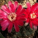 DSC07232Gymnocalycium baldianum JO 295