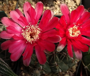 DSC07232Gymnocalycium baldianum JO 295