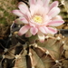 DSC07234Gymnocalycium friedrichii