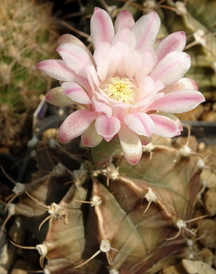 DSC07234Gymnocalycium friedrichii