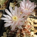 DSC07235Gymnocalycium friedrichii