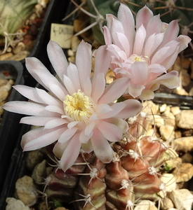 DSC07235Gymnocalycium friedrichii