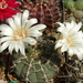 DSC07237Gymnocalycium vatteri WR 110