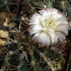 DSC07238Gymnocalycium griseo-pallidum LB2334