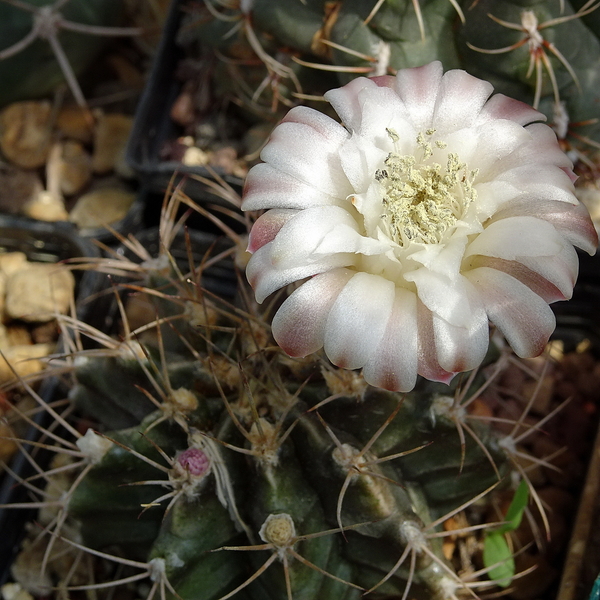 DSC07238Gymnocalycium griseo-pallidum LB2334