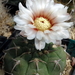 DSC07240Gymnocalycium bayrianum v. brevispinum