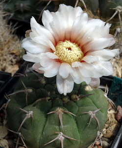 DSC07240Gymnocalycium bayrianum v. brevispinum