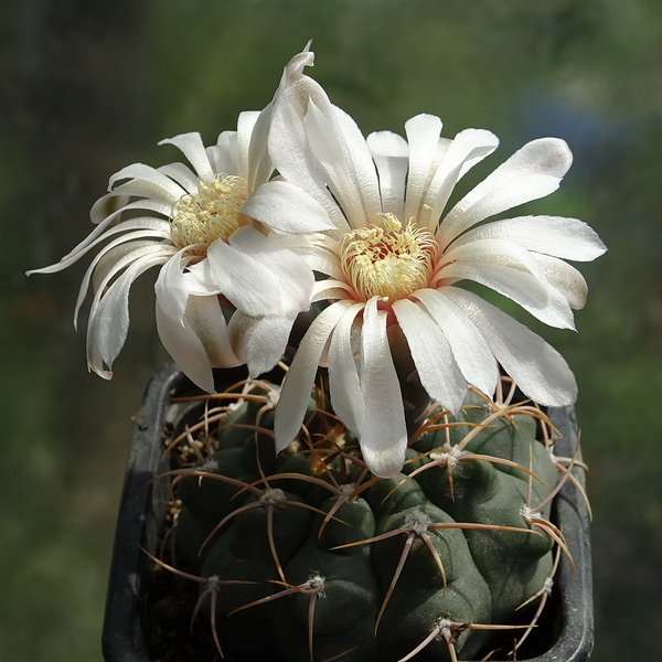 DSC07243Gymnocalycium moserianum