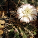 DSC07245Gymnocalycium griseo-pallidum LB2334