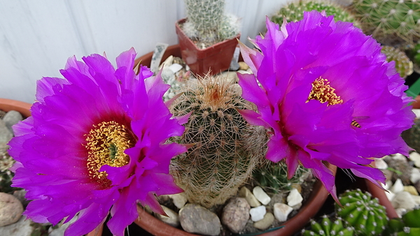 DSC07246Echinocereus reichenbachii ssp. oklahomensis