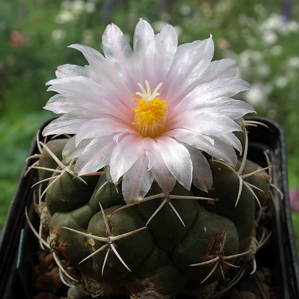 DSC07266Thelocactus sp. Rio Verde