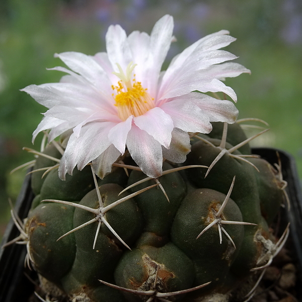 DSC07267Thelocactus sp. Rio Verde