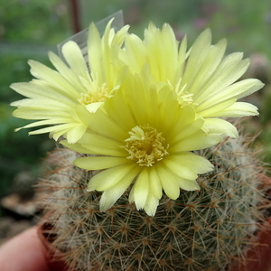 DSC07271Parodia riojensis TB452.2