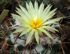 DSC07276Coryphantha sulcolanata