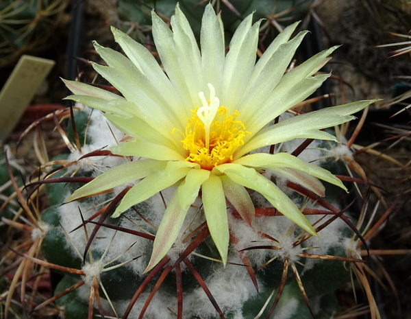 DSC07276Coryphantha sulcolanata