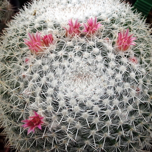 DSC07277Mammillaria pseudoperbella