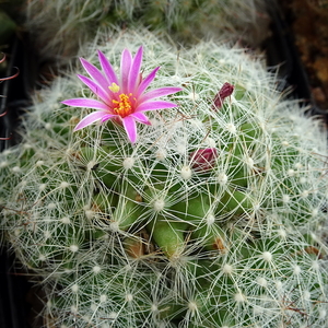 DSC07279Mammillaria kraehenbuehlii