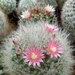 DSC07280Mammillaria bocasana ssp. roseiflora