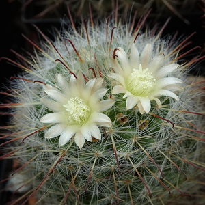 DSC07281Mammillaria bocasana ssp. kunzeana