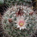 DSC07282Mammillaria johnstonii