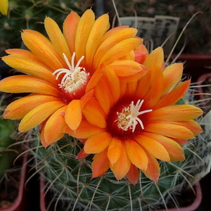 DSC07287Parodia herzogii TB738.2