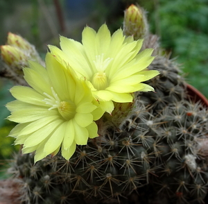 DSC07289Parodia carapariana