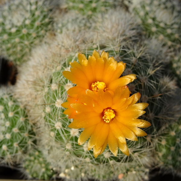 DSC07294Parodia neglecta