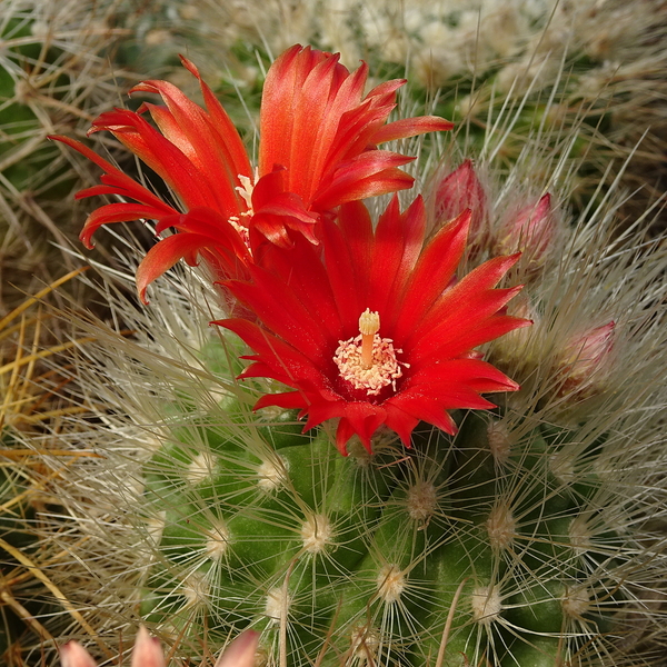 DSC07300Parodia penicillata