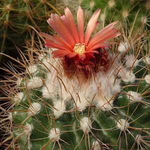 DSC07301Parodia sotomayorensis