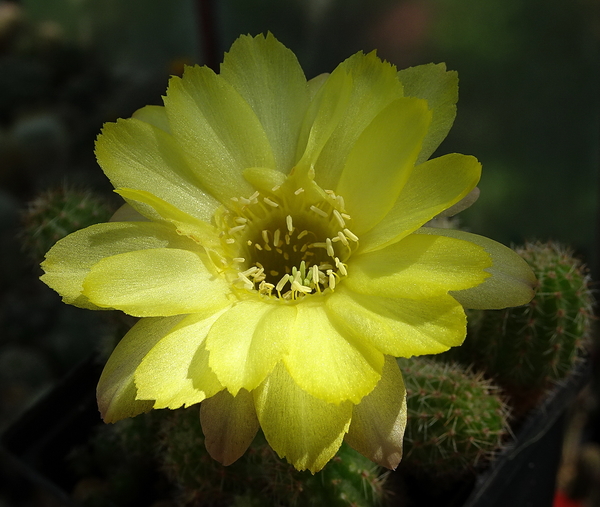 DSC07309Chamaecereus Lincoln Ace