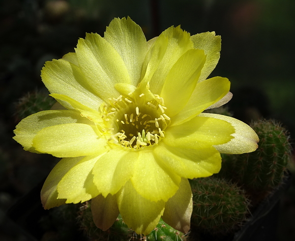 DSC07310Chamaecereus Lincoln Ace