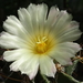 DSC07311Astrophytum ornatum