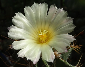 DSC07311Astrophytum ornatum