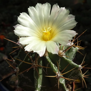 DSC07312Astrophytum ornatum