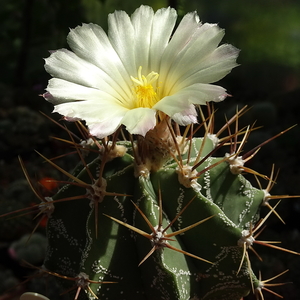 DSC07313Astrophytum ornatum