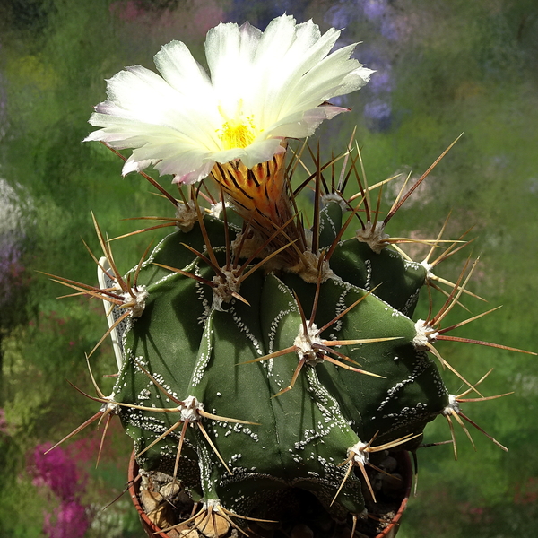 DSC07314Astrophytum ornatum