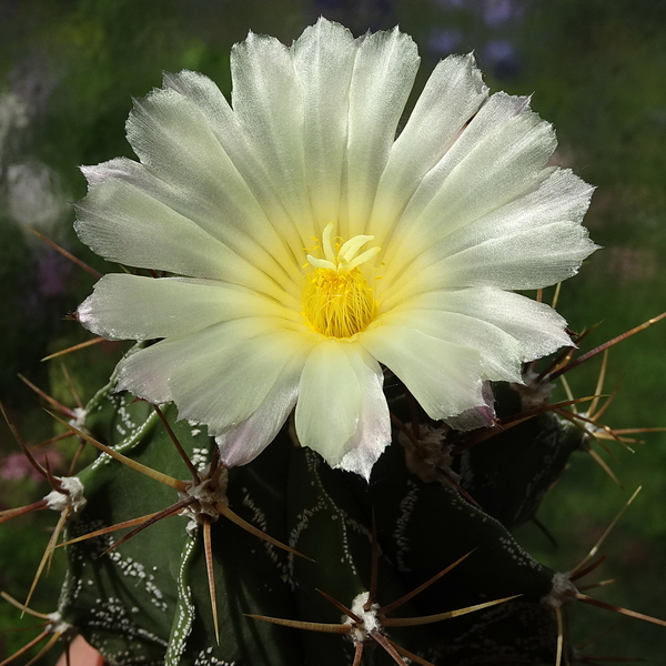 DSC07315Astrophytum ornatum