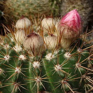 DSC07317Notocactus roseoluteus