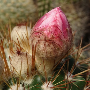 DSC07318Notocactus roseoluteus