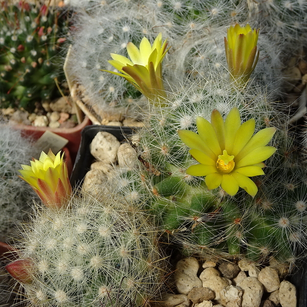 DSC07319Mammillaria baumii