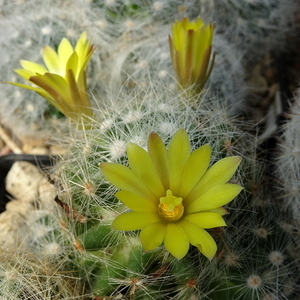 DSC07320Mammillaria baumii