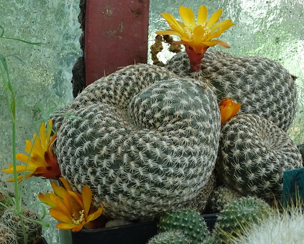 DSC07328Sulcorebutia arenacea HS30