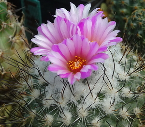 DSC07329Turbinicarpus roseiflorus