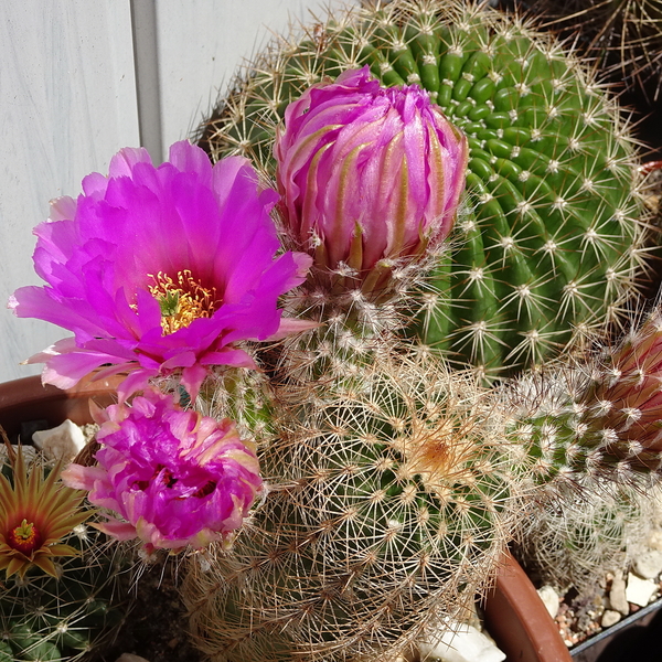 DSC07333Echinocereus reichenbachii ssp. oklahomensis