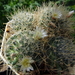 DSC07384Mammillaria pennispinosa v. nazasensis