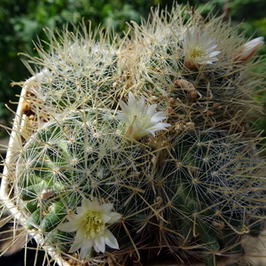 DSC07384Mammillaria pennispinosa v. nazasensis