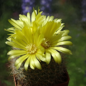 DSC07399Parodia riojensis TB452.2